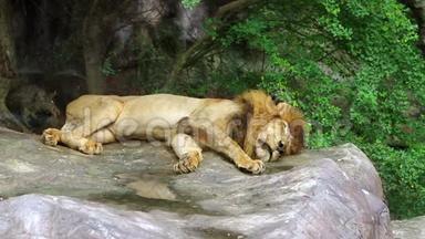 睡狮